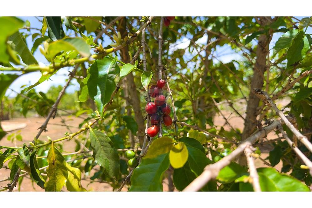 Chácara / Sítio / Fazenda - Venda - Cocalzinho de Goiás , Goiás - IMG_3392.jpg - 880341129-15