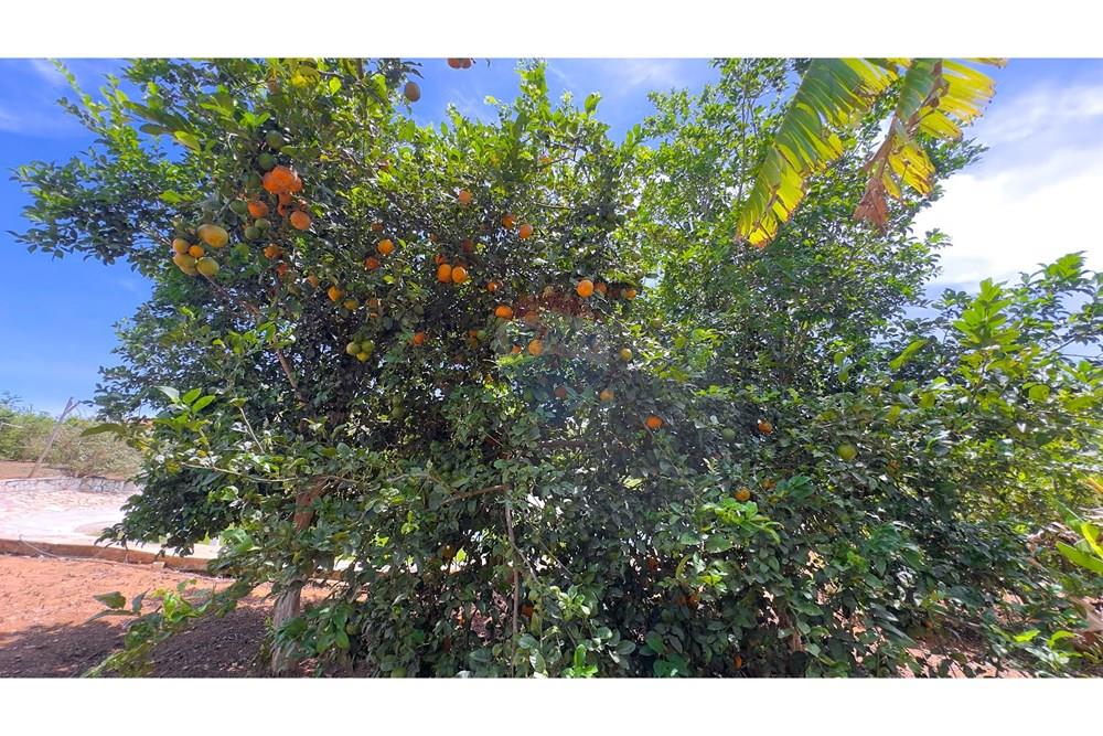 Chácara / Sítio / Fazenda - Venda - Cocalzinho de Goiás , Goiás - IMG_3362.jpg - 880341129-15