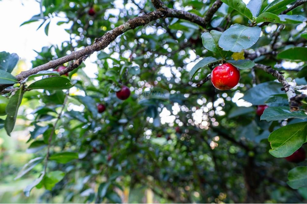 Chácara / Sítio / Fazenda - Venda - Brasília , Distrito Federal - DSC09221-Aprimorado-NR.jpg - 880461009-32