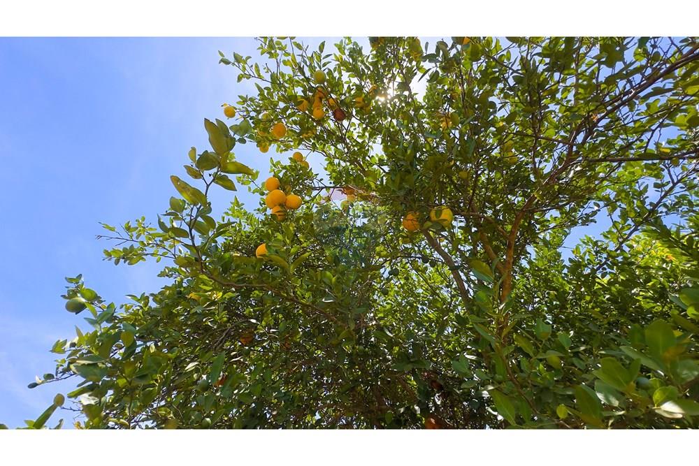 Chácara / Sítio / Fazenda - Venda - Cocalzinho de Goiás , Goiás - IMG_3396.jpg - 880341129-15