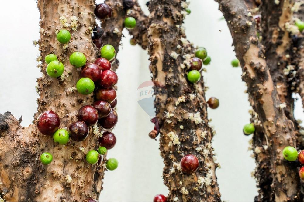 Casa - Venda - Brasília , Distrito Federal - WhatsApp Image 2026-02-02 at 11.14.21 (1).jpeg - 880321021-112