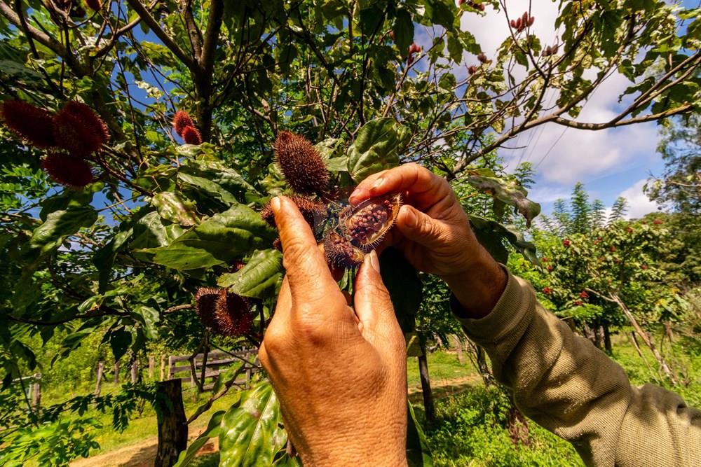 Chácara / Sítio / Fazenda - Venda - Planaltina , Distrito Federal - DSC_6646.jpg - 880341026-72