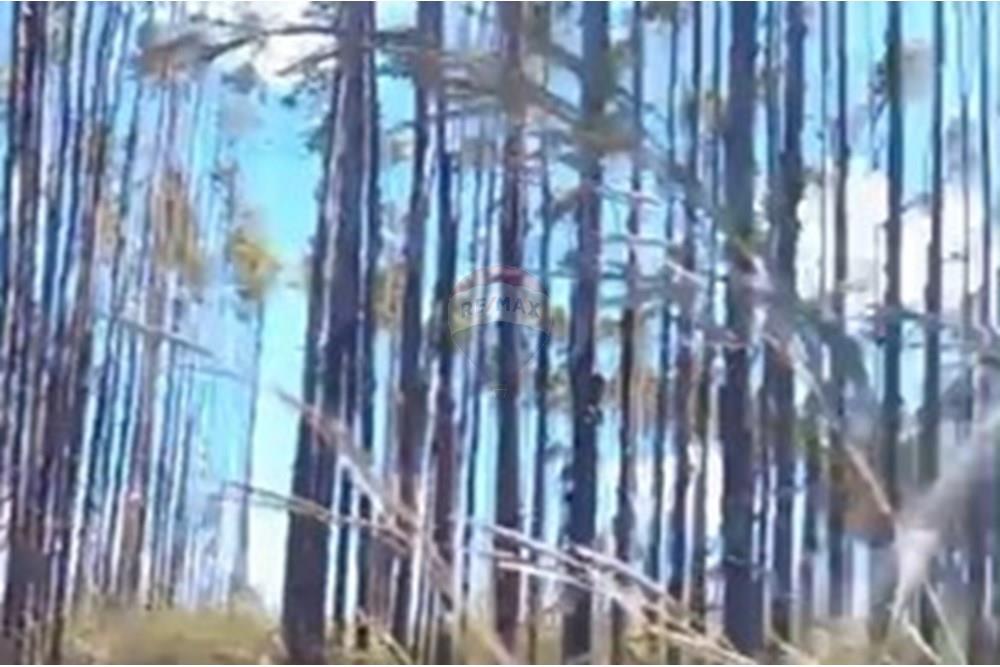 Chácara / Sítio / Fazenda - Venda - Água Fria de Goiás , Goiás - IMG-20250523-WA0221.jpg - 880231017-84