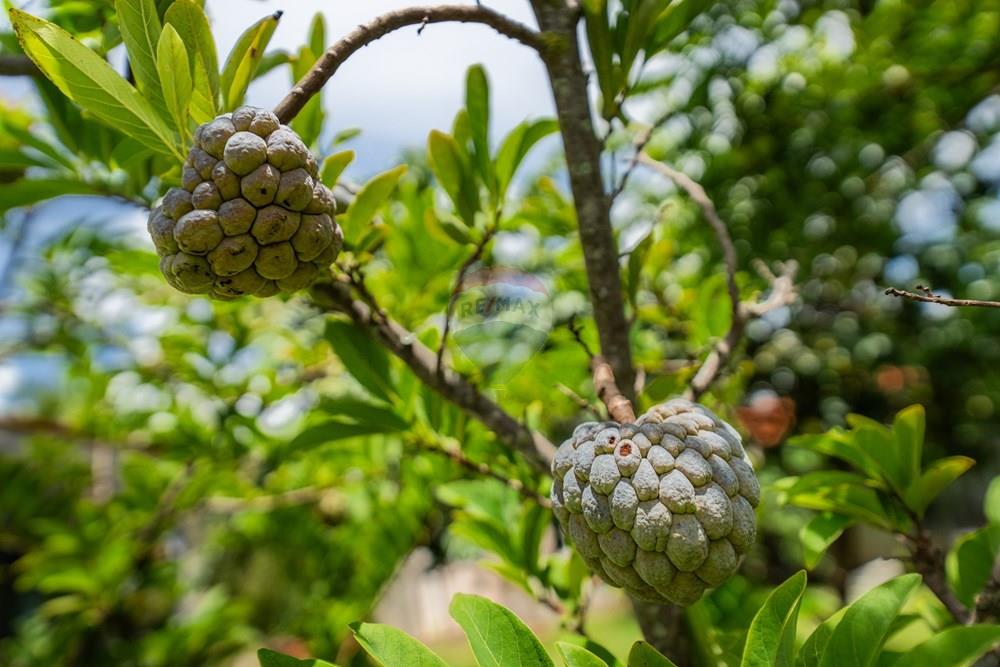 Casa - Venda - Brasília , Distrito Federal - DSC04940.jpg - 880221014-149