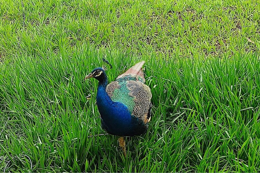 Chácara / Sítio / Fazenda - Venda - Formosa , Goiás - WhatsApp Image 2026-02-02 at 14.26.48.jpeg - 880231017-86