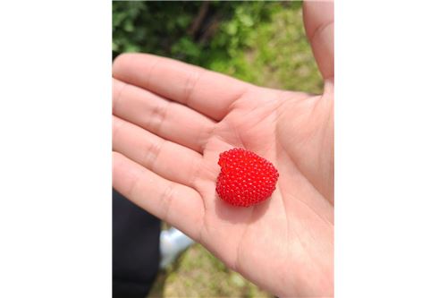 Slider Image Thumbnail