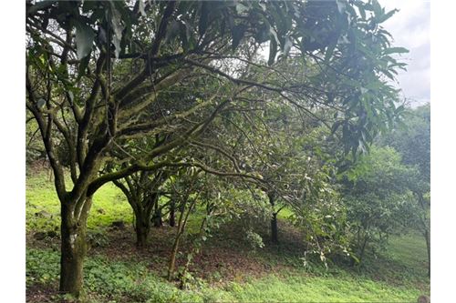 Comercial - Terreno - Atenas, Alajuela- Atenas, Costa Rica - Caribbean & Central Ameri - 19 - 90128002-994