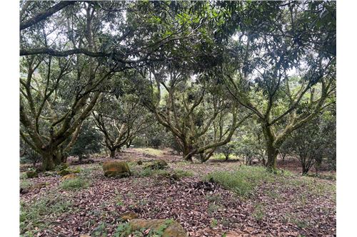 For Sale-Land-Atenas, Alajuela- Atenas, Costa Rica-90128002-873