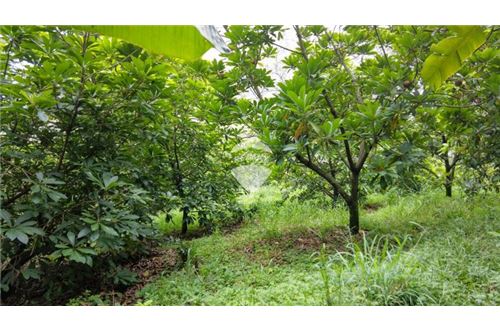 Land - For Sale - Nuevo Cuscatlán, La Libertad, El Salvador - 5 - 90100029-51