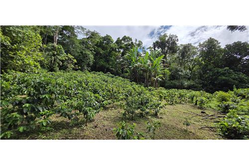 For Sale-Land-Renacimiento - Rio Sereno, Chiriquí, Panama-902371001-67