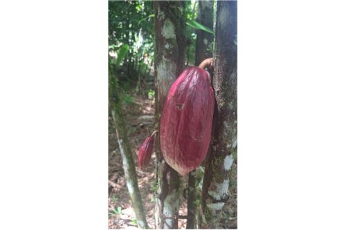 Te Koop-Grondstuk-Coryal, Saint Andrew, Trinidad and Tobago-90155092-74