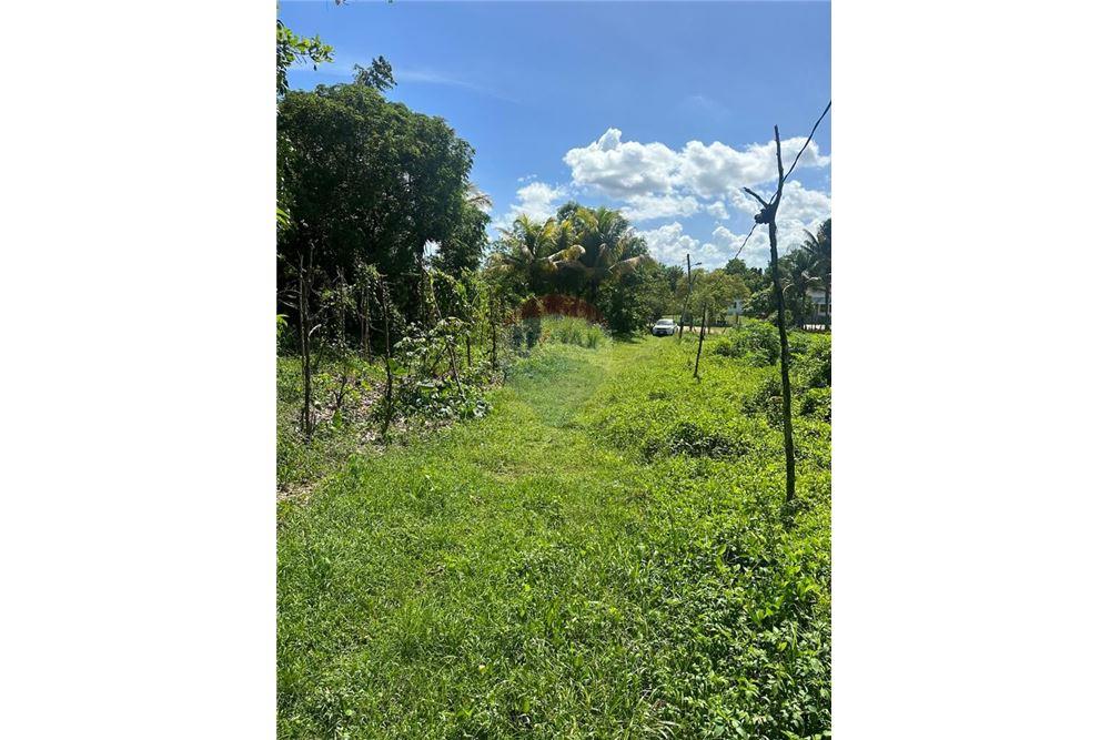 Land - For Sale - Santa Cruz, Saint Elizabeth, Jamaica - 2 - 901321002-8