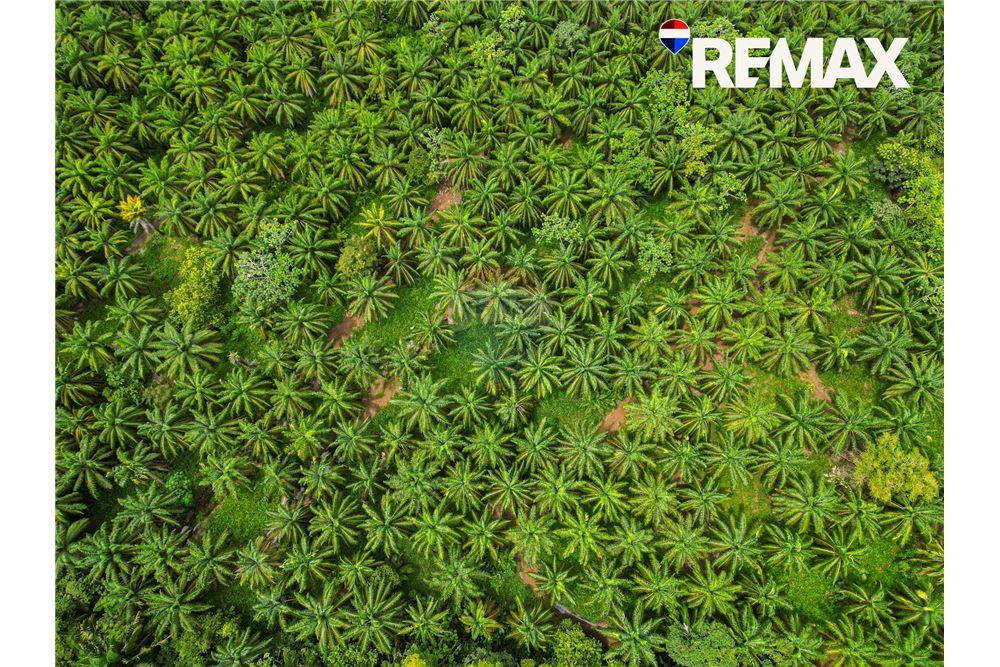 商业 - 土地 - Parrita - Esterillos, Puntarenas - Parrita, 哥斯达黎加 - Caribbean & Central Ameri - 7 - 90168050-8