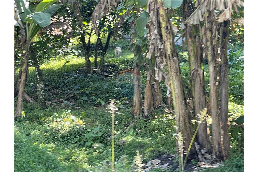 Commercial - Land - Soufrière, Soufrière, St Lucia - Caribbean & Central Ameri - 24 - 902071001-217