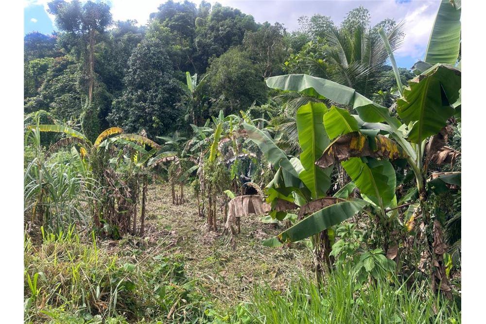 Land - For Sale - Golden Spring, Saint Andrew, Jamaica - 3 - 90153036-91