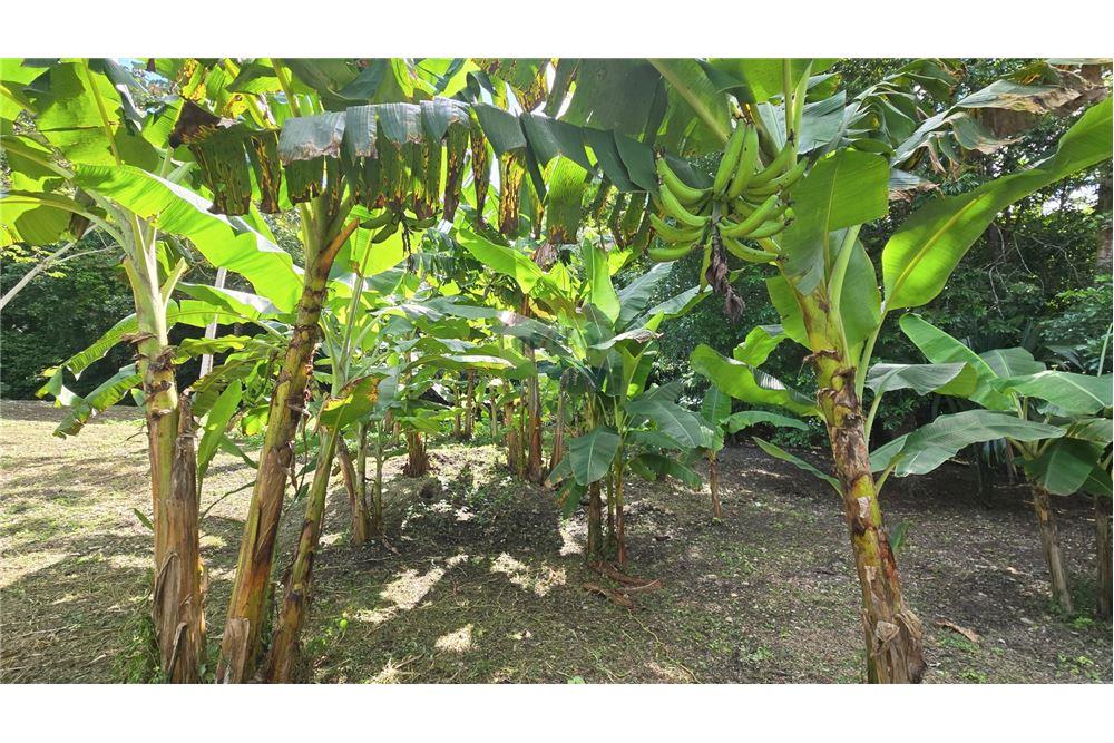 Residential - Villa - Bullet Tree Falls, Cayo District, Belize - Caribbean & Central Ameri - 9 - 901411005-164