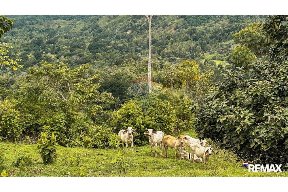 Comercial - Terreno - Parrita, Puntarenas - Parrita, Costa Rica - Caribbean & Central Ameri - 21 - 90168003-467