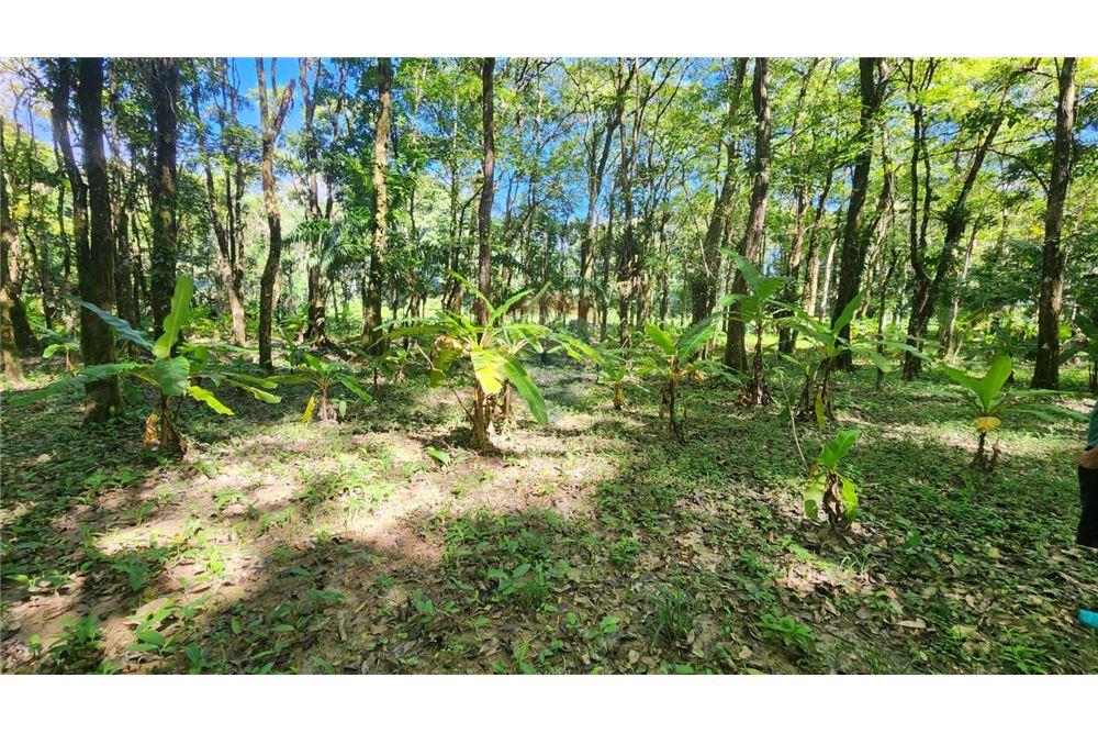 Land - For Sale - Matura, Saint Andrew, Trinidad and Tobago - 4 - 90155095-32