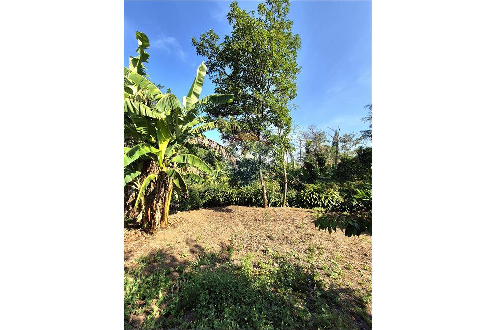 Commercial - Land - Atenas, Alajuela- Atenas, Costa Rica - Caribbean & Central Ameri - 2 - 90128007-165