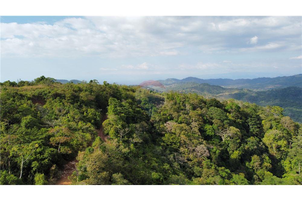 Surface commerciale - Autre terrain - San José, San José, Costa Rica - Caribbean & Central Ameri - 5 - 90168030-68