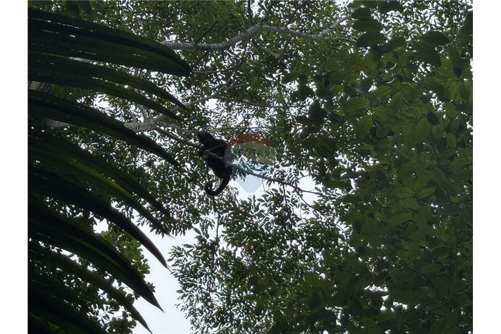 Commercial - Land - Punta Gorda, Toledo District, Belize - Caribbean & Central Ameri - 5 - 90127003-295