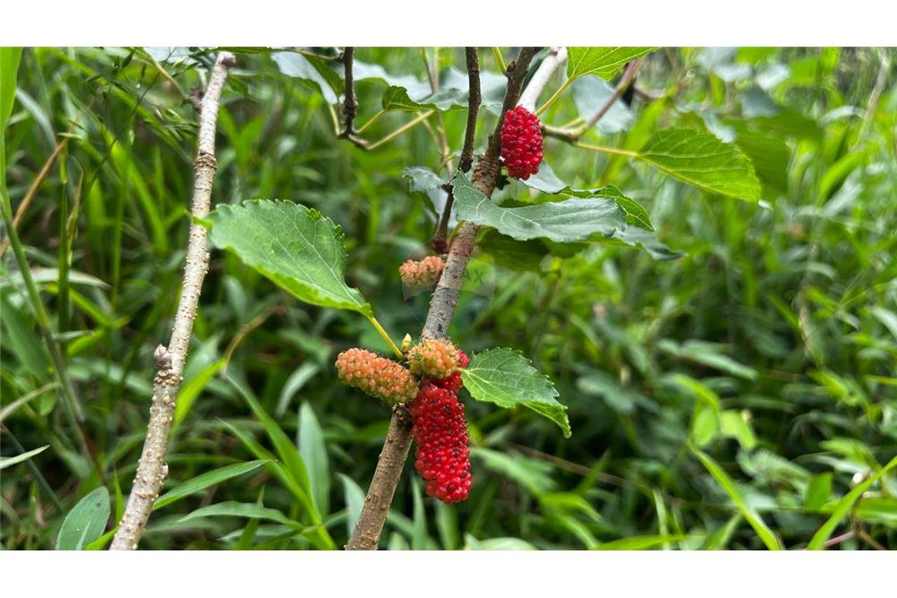 Commercial - Land - Bijagual, Puntarenas, Costa Rica - Caribbean & Central Ameri - 6 - 90168042-14