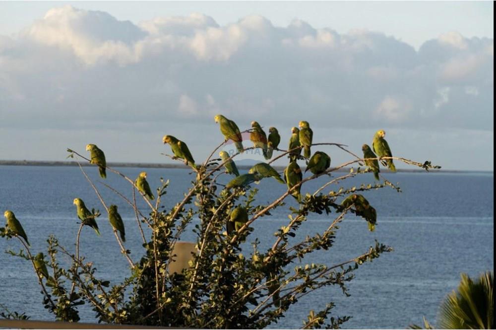 Villa - For Sale - Sabadeco, Bonaire, Bonaire - parrots sellers V2.jpg - 900171001-814