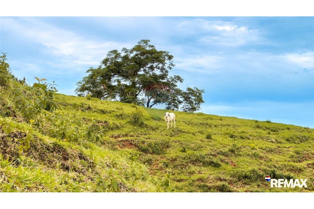Comercial - Terreno - Parrita, Puntarenas - Parrita, Costa Rica - Caribbean & Central Ameri - 18 - 90168003-467