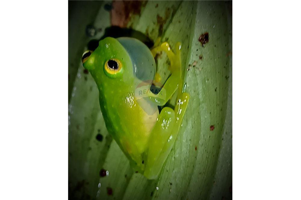 Lote - Venta - Puntarenas, Puntarenas - Puntarenas, Costa Rica - 7 - 902211014-15