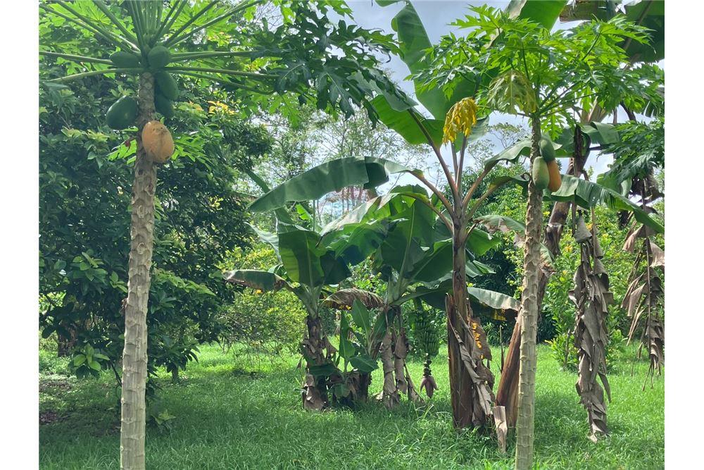 Commercial - Land - Red Bank, Stann Creek District, Belize - Caribbean & Central Ameri - 4 - 90127016-278