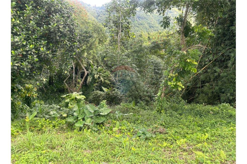 Land - For Sale - Golden Spring, Saint Andrew, Jamaica - 1 - 90153036-91