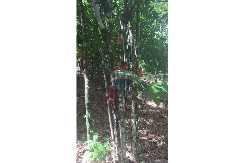 Grondstuk - Te Koop - Coryal, Saint Andrew, Trinidad and Tobago - 2 - 90155092-74