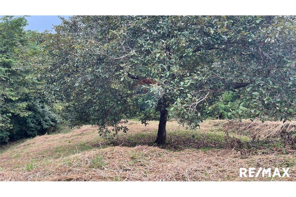 Commercio - Terreno - Puntarenas, Puntarenas - Puntarenas, Costa Rica - Caribbean & Central Ameri - 20 - 90168045-6