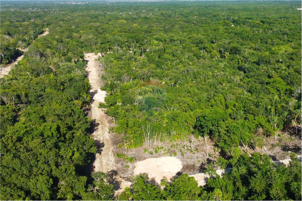 Surface commerciale - Autre terrain - Consejo, Corozal District, Belize - Caribbean & Central Ameri - 6 - 901411007-88