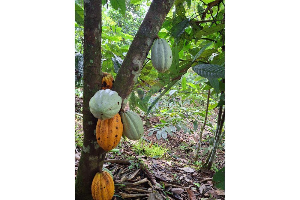 住宅 - 多户住宅 - Puntarenas, Puntarenas - Puntarenas, 哥斯达黎加 - Caribbean & Central Ameri - 4 - 90168039-34