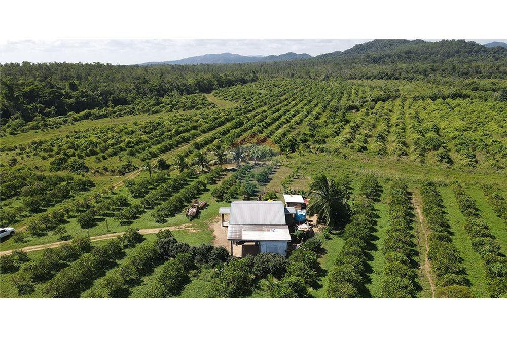 Venta de Negocio - Venta - Silk Grass, Stann Creek District, Belice - 4 - 901911013-62