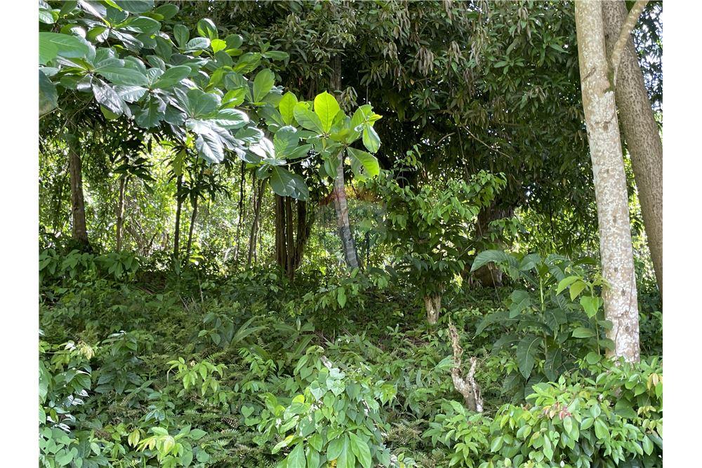 Commercial - Land - Marigot Bay, Castries, St Lucia - Caribbean & Central Ameri - 13 - 902071001-202