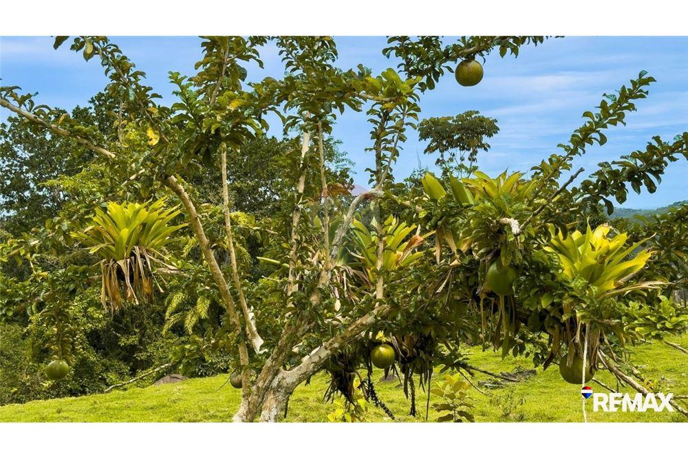 Comercial - Terreno - Parrita, Puntarenas - Parrita, Costa Rica - Caribbean & Central Ameri - 16 - 90168003-467