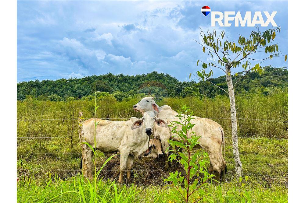 商业 - 土地 - Parrita - Esterillos, Puntarenas - Parrita, 哥斯达黎加 - Caribbean & Central Ameri - 11 - 90168050-29