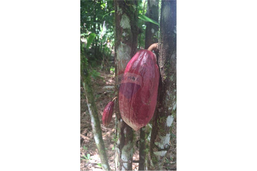 Grondstuk - Te Koop - Coryal, Saint Andrew, Trinidad and Tobago - 1 - 90155092-74