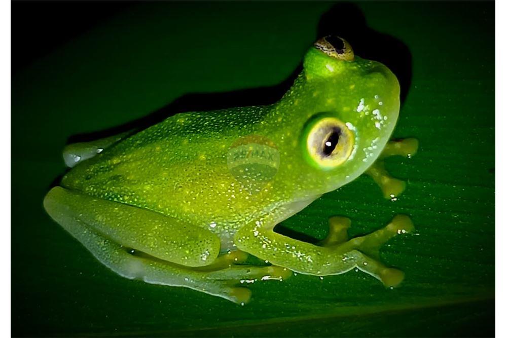 Lote - Venta - Puntarenas, Puntarenas - Puntarenas, Costa Rica - 10 - 902211014-15