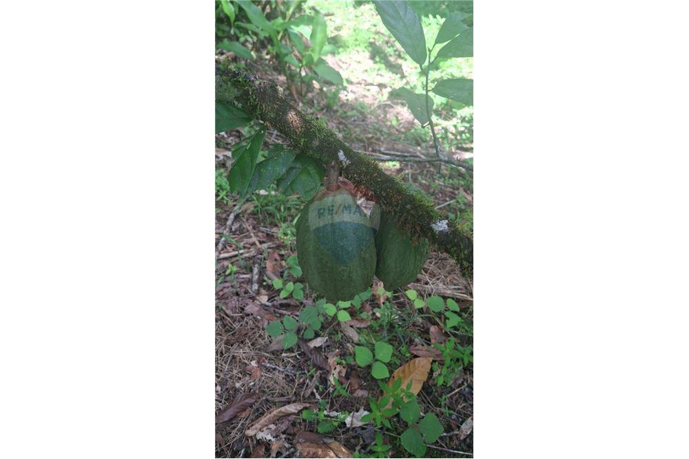 Grondstuk - Te Koop - Coryal, Saint Andrew, Trinidad and Tobago - 3 - 90155092-74