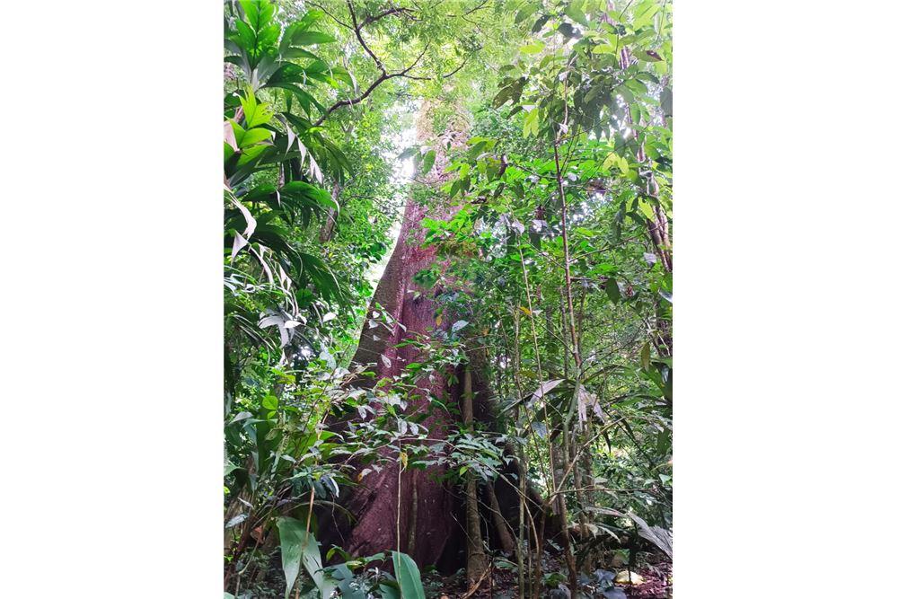 Lote - Venta - Puntarenas, Puntarenas - Puntarenas, Costa Rica - 1 - 902211014-15