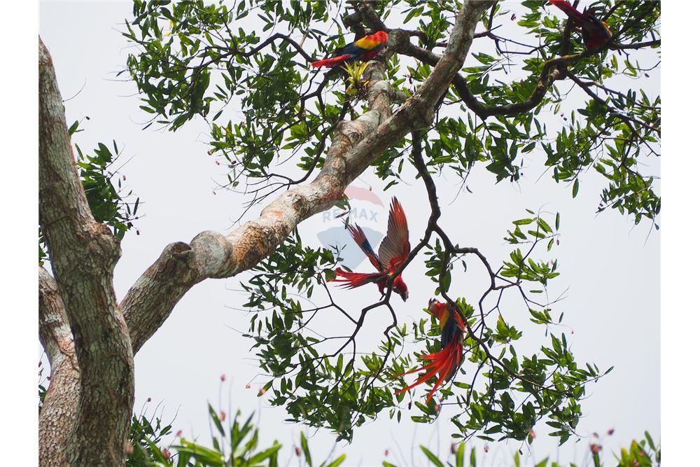 住宅 - 多户住宅 - Puntarenas, Puntarenas - Puntarenas, 哥斯达黎加 - Caribbean & Central Ameri - 7 - 90168039-34