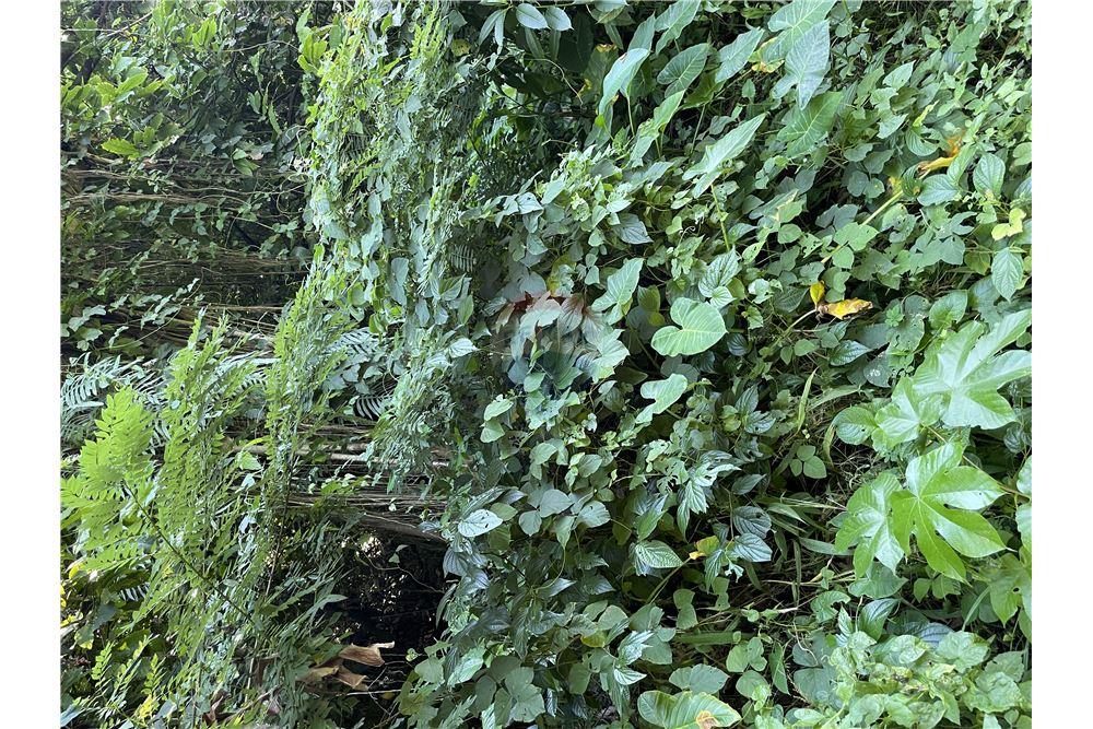 Commercial - Land - Soufrière, Soufrière, St Lucia - Caribbean & Central Ameri - 23 - 902071001-217