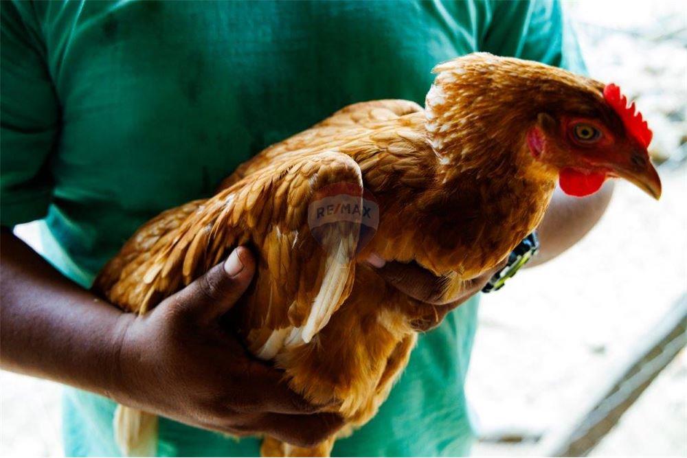 Commercial - Land - Red Bank, Stann Creek District, Belize - Caribbean & Central Ameri - 7 - 90127016-278