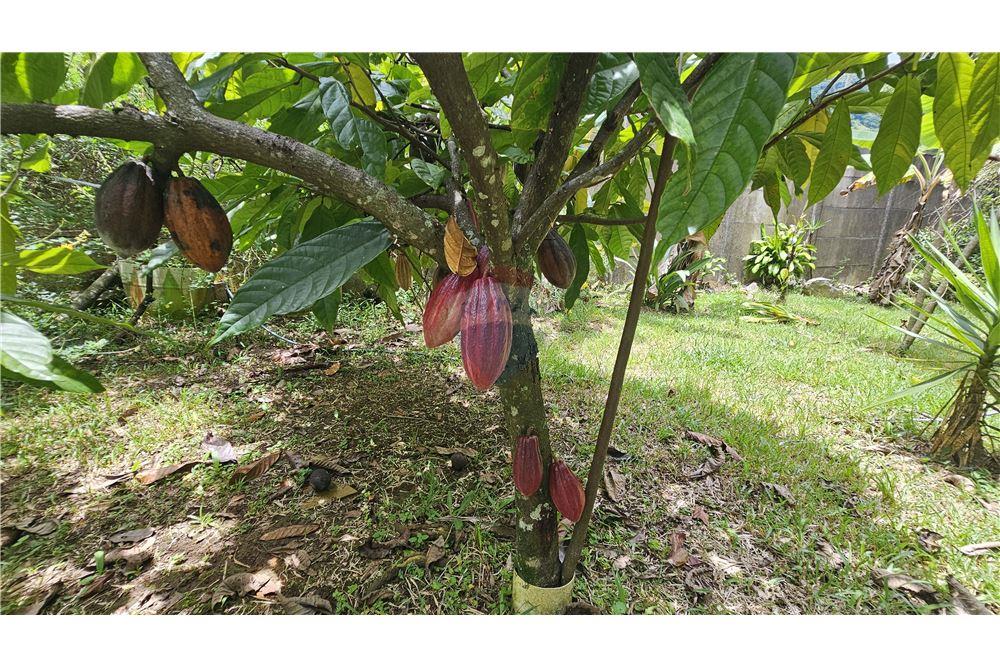 住宅 - 别墅 - Atenas, Alajuela- Atenas, 哥斯达黎加 - Caribbean & Central Ameri - 14 - 90128006-64