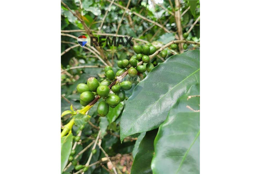 Grondstuk - Te Koop - San Martín, San Salvador, El Salvador - 3 - 902501008-22