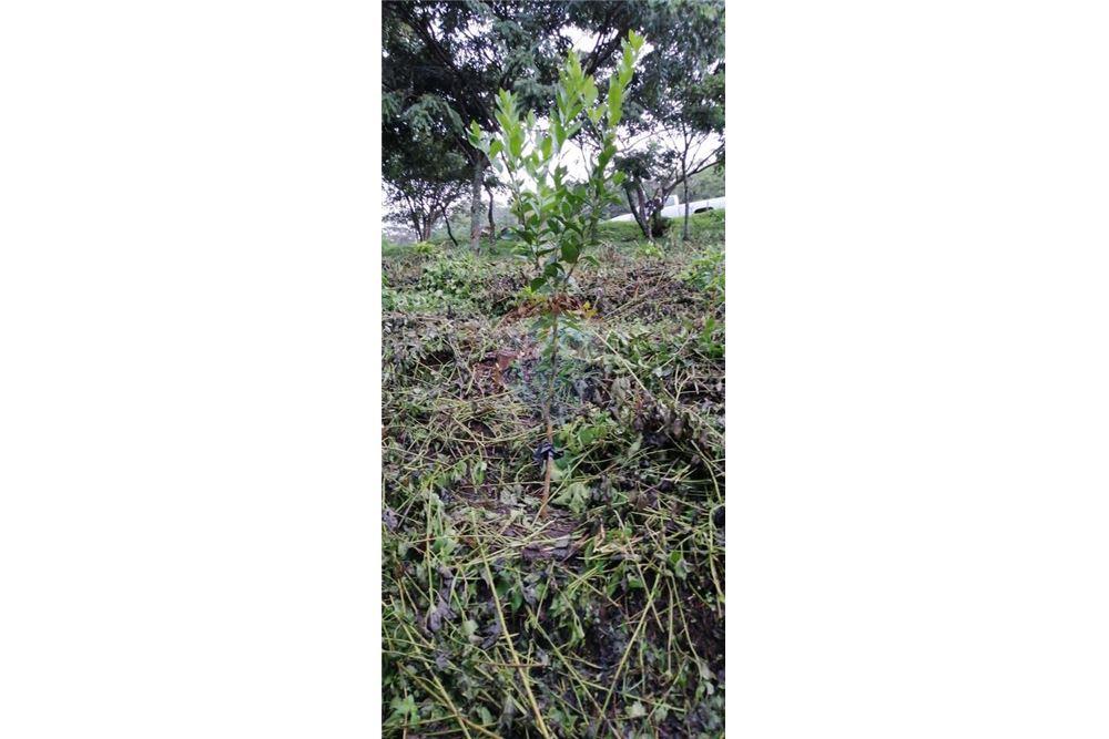 Grondstuk - Te Koop - Alotenango, Sacatepéquez, Guatemala - 1 - 90129016-25