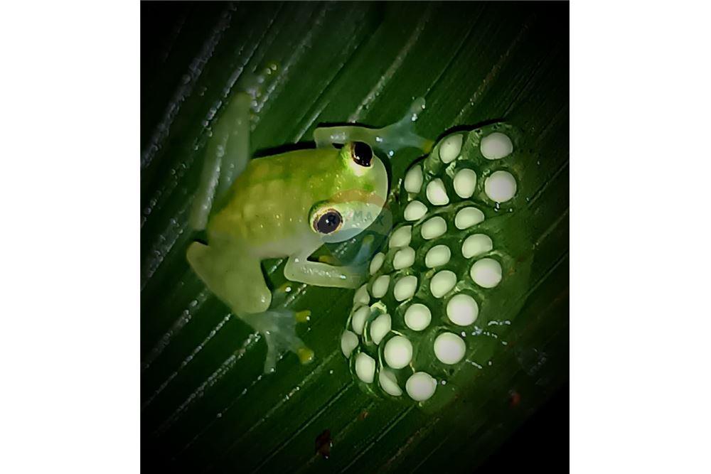 Lote - Venta - Puntarenas, Puntarenas - Puntarenas, Costa Rica - 12 - 902211014-15